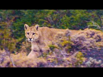 Puma Stares Down Camera Crew | The Dark: Nature's Nighttime World | BBC Earth