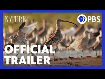 Flyways | Official Trailer | NATURE | PBS