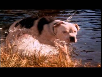 Homeward Bound: The Incredible Journey (1993) - Theatrical Trailer