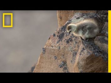 Arctic Geese Chicks Jump Off Cliff to Survive | Hostile Planet