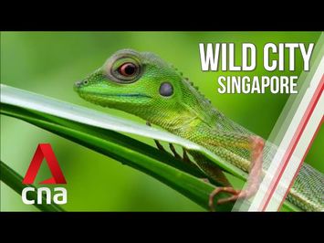 Singapore's Wild Islands | Wild City | Full Episode