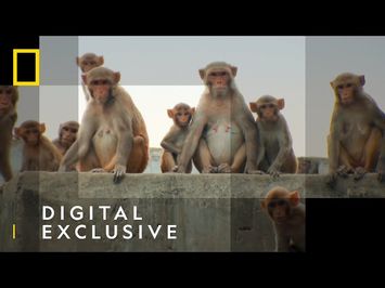 Monkey Street Gang | Jungle Animal Rescue | National Geographic Wild UK