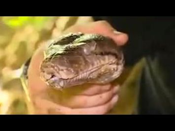 Capturing an Angry Python | Expedition Borneo | BBC Studios