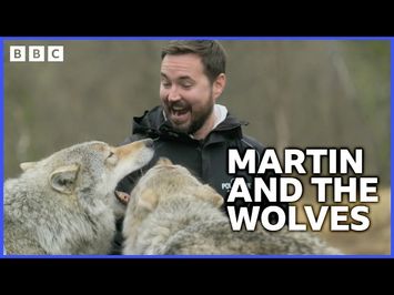 Martin Steps Into A Wolf Enclosure | Martin Compston’s Norwegian Fling