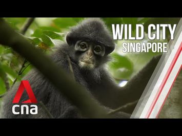 Singapore's Forest Life | Wild City | Full Episode