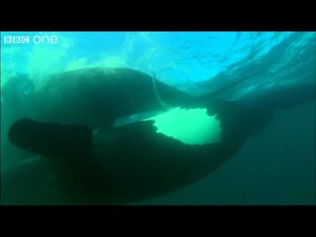 Extraordinary Courtship - Ocean Giants - BBC One