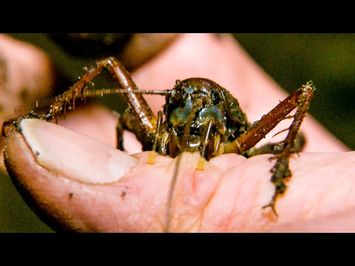 Swimming Cricket Bites Zoologist | The Dark: Nature's Nighttime World | BBC Earth