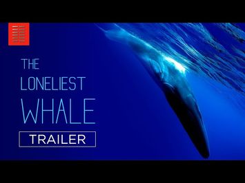 THE LONELIEST WHALE | Official Trailer | Bleecker Street