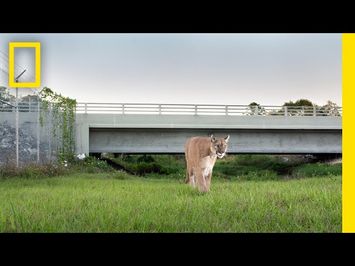 Path of the Panther | Official Trailer | National Geographic