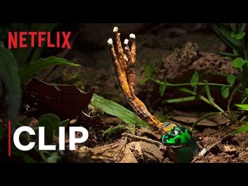 Our Planet | Fungus | Clip | Netflix