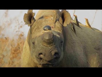 Why Removing a Rhino’s Horn Might Just Save it | Planet Earth III Behind The Scenes