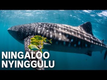 Ningaloo Nyinggulu | Official Trailer | ABC TV + iview