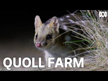 Unwanted guests at dinner time | Quoll Farm