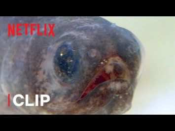 Pearlfish are the Strangest Things ? Absurd Planet | Netflix Futures