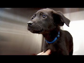 This Poor Little Pup Might Lose His Leg | Dr. Jeff: Rocky Mountain Vet