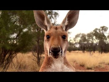 KANGAROO (2018)