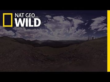 360° - Zen-Out at Yellowstone National Park | Wild Yellowstone