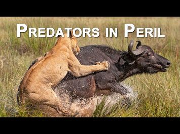 Predators in Peril TEASER