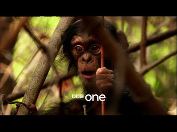 Life Story with David Attenborough: Trailer - BBC One