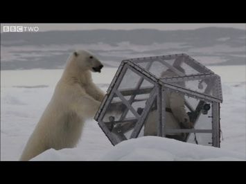 The Polar Bear Family & Me Trailer - BBC Two