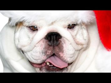 A Bulldog for Christmas (2014) TRAILER HD