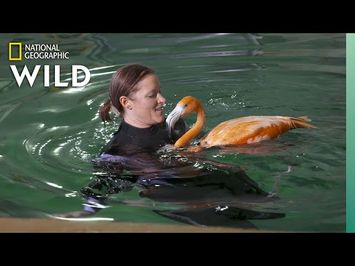 Flamingos Get Hydrotherapy | Secrets of the Zoo