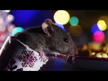 Rats Get A Christmas Treat! | Cities: Nature's New Wild | BBC Earth