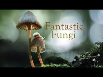 Fantastic Fungi, Official Film Trailer | Moving Art by Louie Schwartzberg