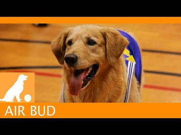 Air Bud Sports News - Snively