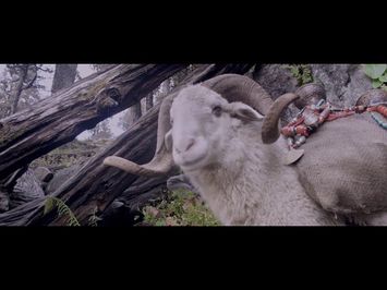 THE GOLD-LADEN SHEEP & THE SACRED MOUNTAIN trailer | BFI London Film Festival 2019