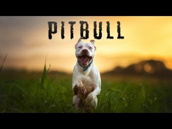 Pitbull | Trailer | Available Now