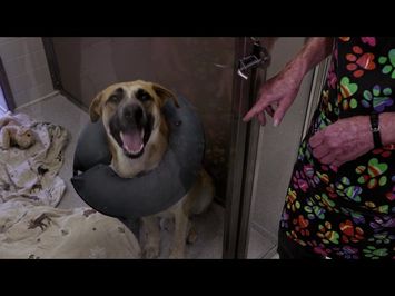 Life in the Doghouse movie trailer