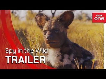 Spy in the Wild: Trailer - BBC One