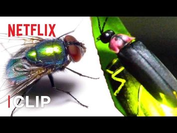 Fly Rap Battle ? Absurd Planet | Netflix Futures