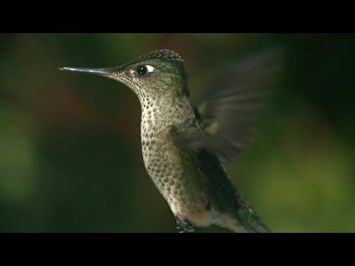 Hummingbird fight in flight - Patagonia: Earth's Secret Paradise - Episode 1 Preview - BBC Two