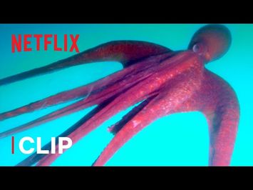 Why Do Octopuses Eat Their Tentacles?! ? Absurd Planet | Netflix Futures