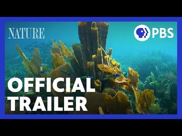 Treasure of the Caribbean | Official Trailer | NATURE | PBS