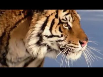 The Siberian Tiger | The Life of Mammals | BBC