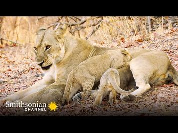 Tracking Down 5 Missing Lion Cubs ? Big Cat Country | Smithsonian Channel