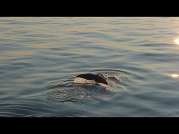 LAST OF THE RIGHT WHALES | Official Trailer