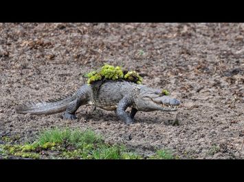 Mugger Crocodile Ambushes Deer at Watering Hole | Planet Earth III