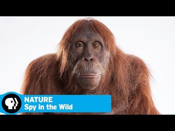 SPY IN THE WILD on NATURE | Official Trailer | PBS