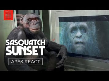 Apes Watch Sasquatch Sunset with Jesse Eisenberg and the Zellner Bros