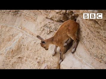 Baby ibex's dramatic decent - Planet Earth II: Mountains Preview - BBC One