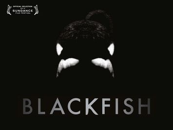 Blackfish - Official Trailer