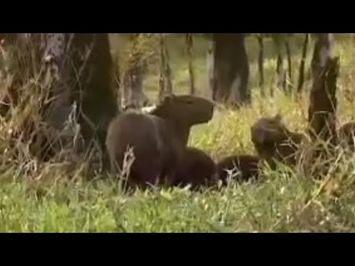 Capibara animals in the tropical Amazon rainforest - BBC wildlife